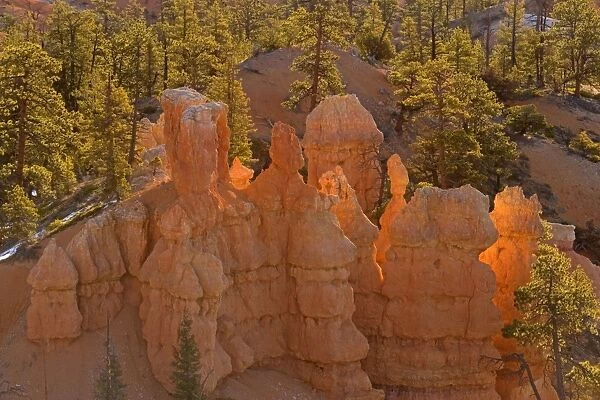 Bryce sandstone formations - view onto hoodoos surrounded by trees in Bryce Canyon - Bryce Canyon National Park, Colorado Plateau, Utah, USA