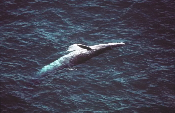 Framed Print : Bryde's Whale AU-1486 Framed Print : Bryde's Whale AU-1486