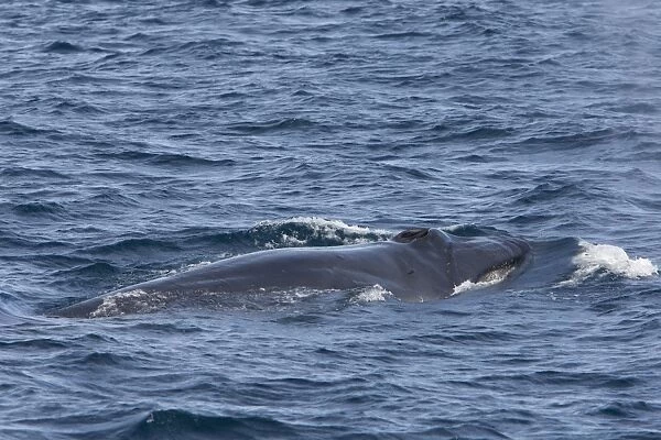 Bryde's Whale - surfacing - Baja California, Mexico