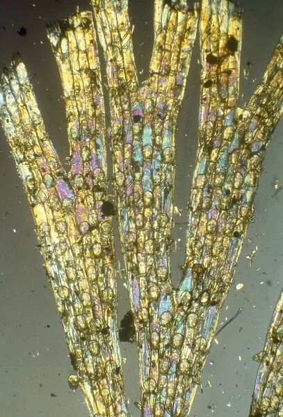 Bryozoa - microscopic, x10 magnification