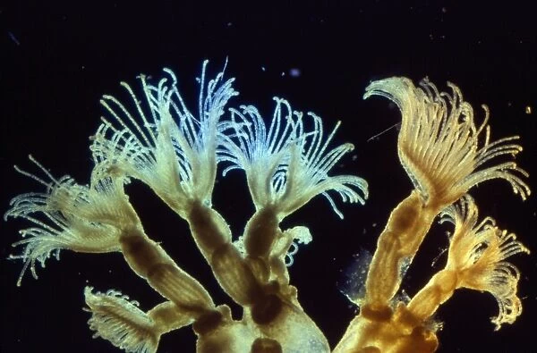 Bryozoa - moss animals. Microscopic x3 magnification