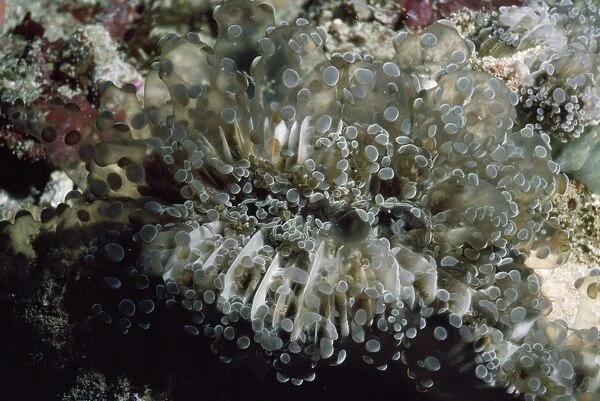 Bubble Coral Indo Pacific