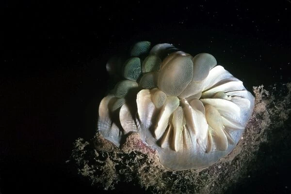 Bubble Coral - Indonesia