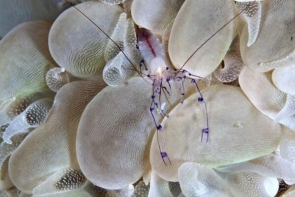 Bubble Coral Shrimp - Indonesia