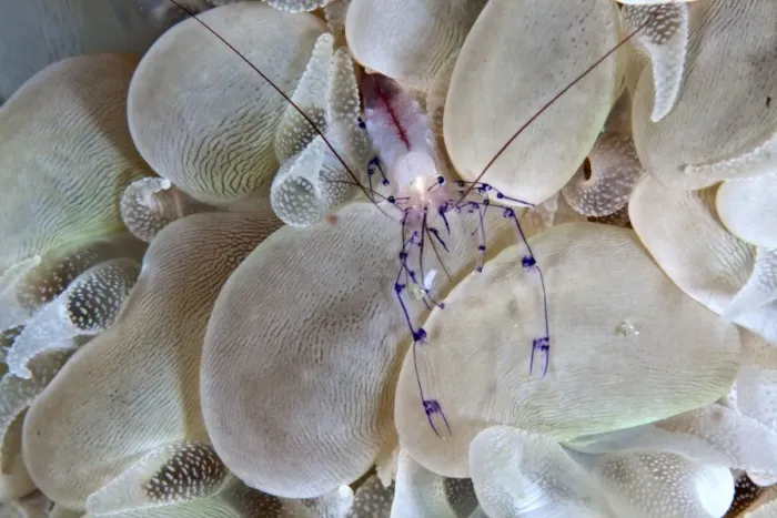 Framed Print : Bubble Coral Shrimp - Indonesia Framed Print : Bubble Coral Shrimp - Indonesia