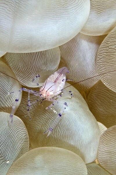 Bubble Coral Shrimp - Indonesia