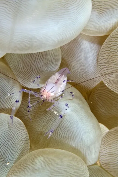 Framed Print : Bubble Coral Shrimp - Indonesia