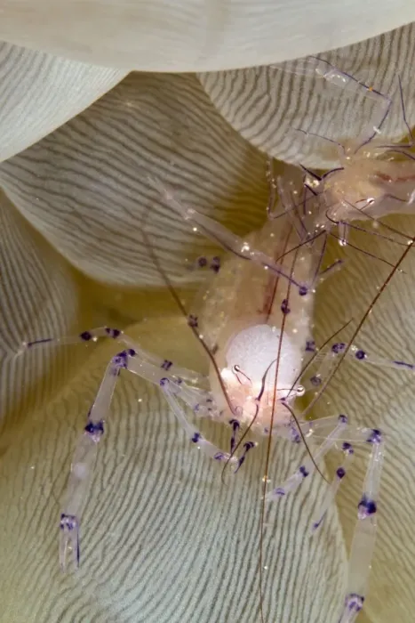 Framed Print : Bubble Coral Shrimp - Indonesia