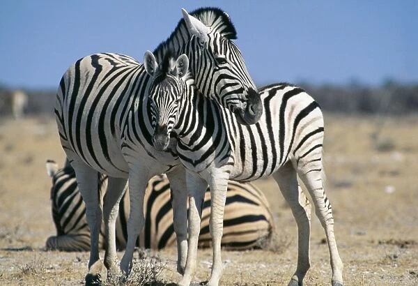 Buchell's Zebra - with young Etosha National Park, Namibia, Africa
