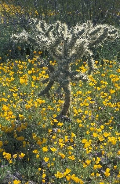 Buckhorn Cholla Cactus - Arizona in wildflowers - Open branching shrub found in Arizona, Nevada and Utah - Flowers yellow-orange to copper in April to May