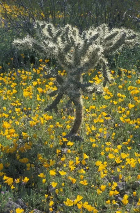 Framed Print : Buckhorn Cholla Cactus - Arizona in wildflowers - Open branching shrub found in Arizona, Nevada and Utah - Flowers yellow-orange to copper in April to May Framed Print : Buckhorn Cholla Cactus - Arizona in wildflowers - Open branching shrub found in Arizona, Nevada and Utah - Flowers yellow-orange to copper in April to May