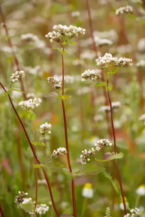 Framed Print : Buckwheat (Fagopyron esculentum) crop in cultivation. Central France Framed Print : Buckwheat (Fagopyron esculentum) crop in cultivation. Central France
