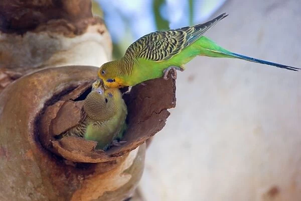 Budgerigar - adult feeds its almost fledged young which sits in a hollow branch of an eucalypt tree - Western Australia, Australia