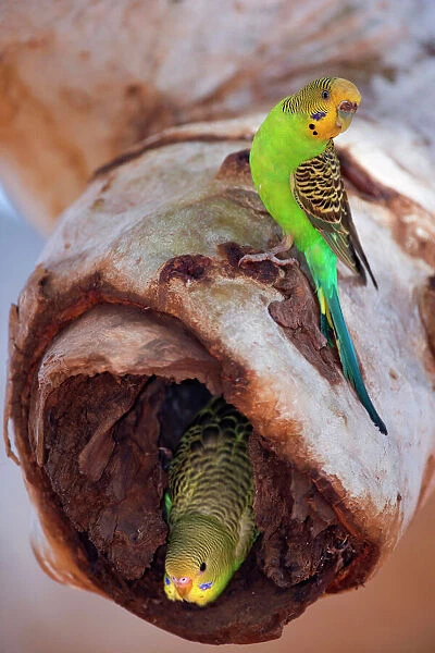 Budgerigar - adult sitting on a hollow eucalypt tree branch in which the nest with it's young ones is located. An almost fledged juvenile looks curiously out of the hole into the world - Western Australia, Australia