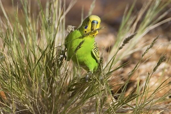 Budgerigar  /  Budgie  /  Common Pet Parakeet  /  Shell Parakeet - eating grass seeds - near Alice Springs, Northern Territory, Australia
