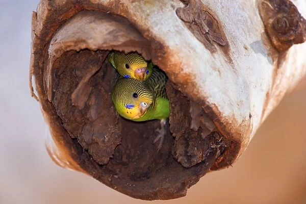 Budgerigar - two almost fledged juvenile Budgerigars sitting in their nest in a hollow eucalypt tree looking curiously in the world - Western Australia, Australia