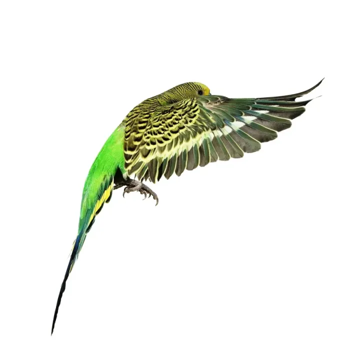 Framed Print : Budgerigar - in flight Framed Print : Budgerigar - in flight