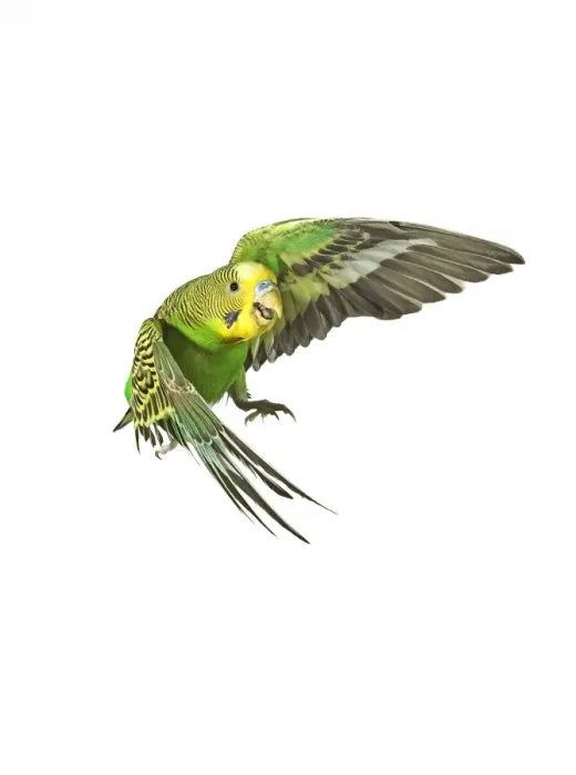 Framed Print : Budgerigar - in flight Framed Print : Budgerigar - in flight