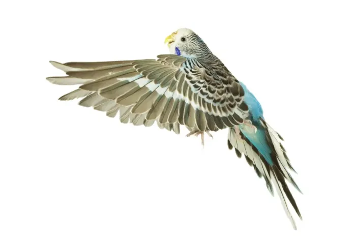 Framed Print : Budgerigar - in flight Framed Print : Budgerigar - in flight