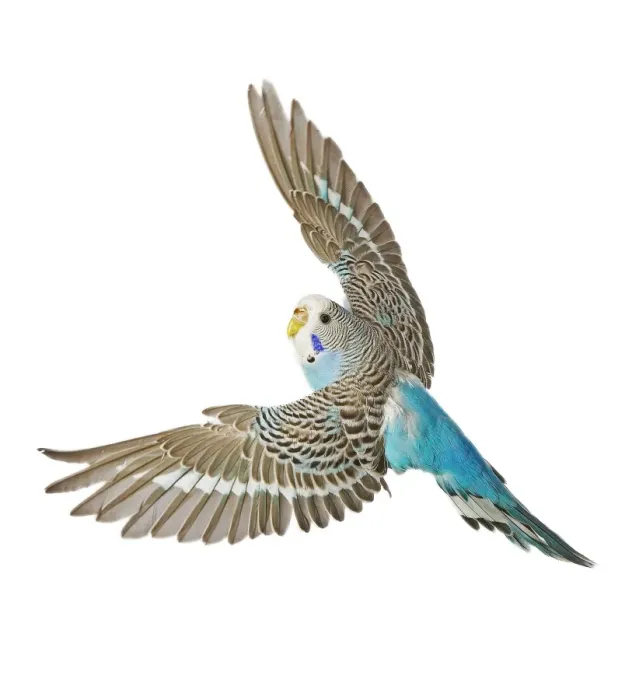 Framed Print : Budgerigar - in flight Framed Print : Budgerigar - in flight