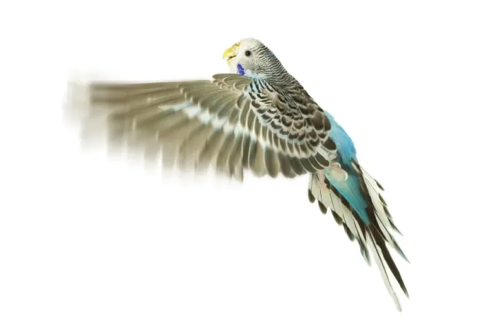 Framed Print : Budgerigar - in flight Framed Print : Budgerigar - in flight