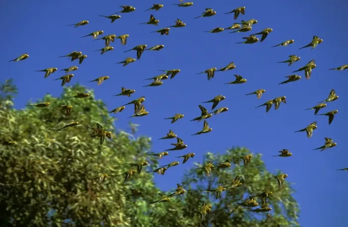 Framed Print : Budgerigar - In flight, Far western New South Wales, Australia JPF43650 Framed Print : Budgerigar - In flight, Far western New South Wales, Australia JPF43650