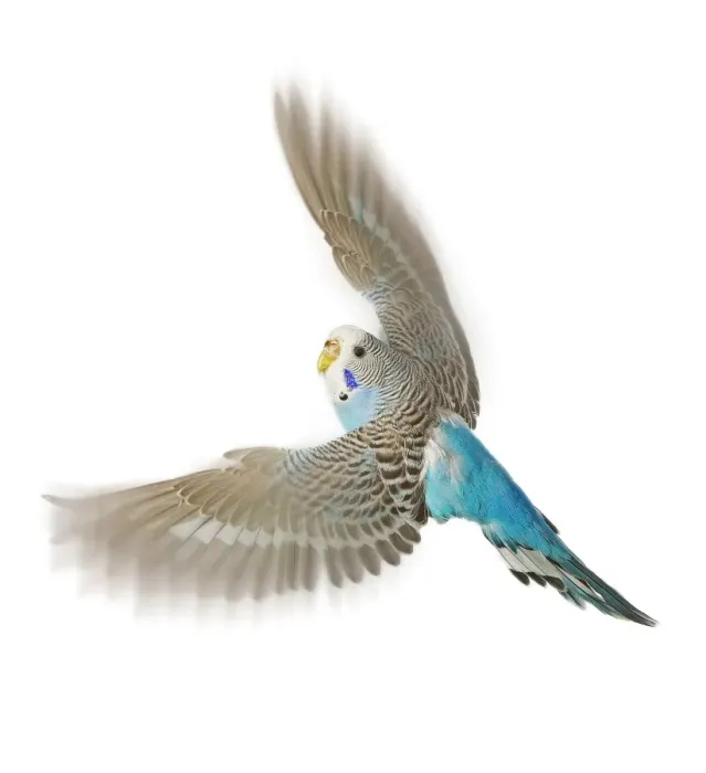 Framed Print : Budgerigar - in flight in studio Framed Print : Budgerigar - in flight in studio
