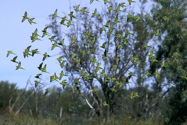 Budgerigar - flock in flight, Far western New South Wales, Australia, introduced to southeastern United States JPF43656