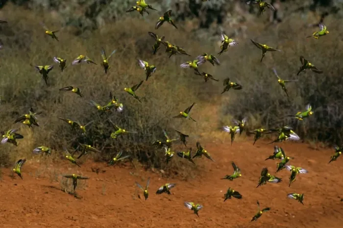 Framed Print : Budgerigar - Flock in flight - Far western New South Wales, Australia, Australia, introduced to southeastern United States JPF43661 Framed Print : Budgerigar - Flock in flight - Far western New South Wales, Australia, Australia, introduced to southeastern United States JPF43661
