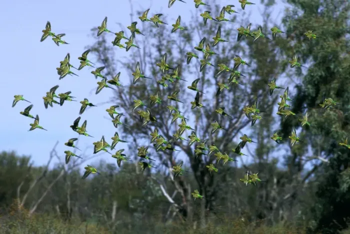 Framed Print : Budgerigar - flock in flight, Far western New South Wales, Australia, introduced to southeastern United States JPF43656 Framed Print : Budgerigar - flock in flight, Far western New South Wales, Australia, introduced to southeastern United States JPF43656