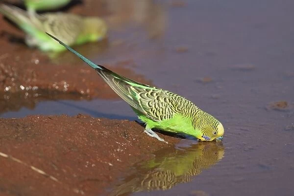 Budgerigar - male drinking at Brown's bore overflow south of Mt Liebig - Northern Territory - Australia