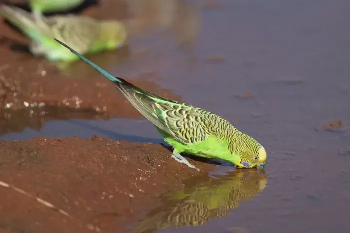 Framed Print : Budgerigar - male drinking at Brown's bore overflow south of Mt Liebig - Northern Territory - Australia Framed Print : Budgerigar - male drinking at Brown's bore overflow south of Mt Liebig - Northern Territory - Australia