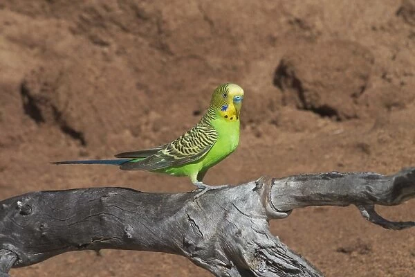 Budgerigar - male. At Lajamanu an aboriginal settlement on the northern edge of the Tanami Desert, Northern Territory, Australia. A highly nomadic species of inland Australia inhabiting grasslands, plains with scattered trees, spinifex