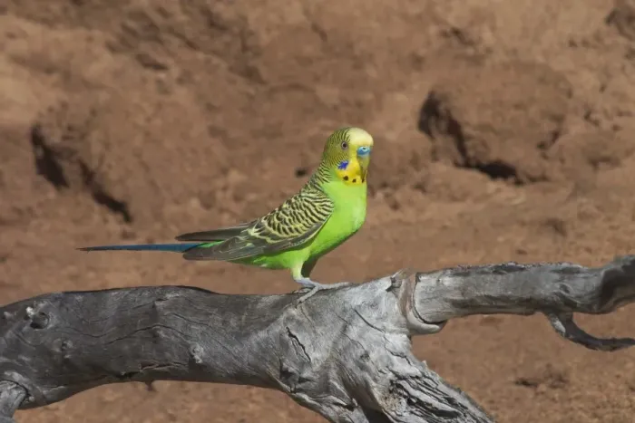 Framed Print : Budgerigar - male. At Lajamanu an aboriginal settlement on the northern edge of the Tanami Desert, Northern Territory, Australia. A highly nomadic species of inland Australia inhabiting grasslands, plains with scattered trees, spinifex Framed Print : Budgerigar - male. At Lajamanu an aboriginal settlement on the northern edge of the Tanami Desert, Northern Territory, Australia. A highly nomadic species of inland Australia inhabiting grasslands, plains with scattered trees, spinifex