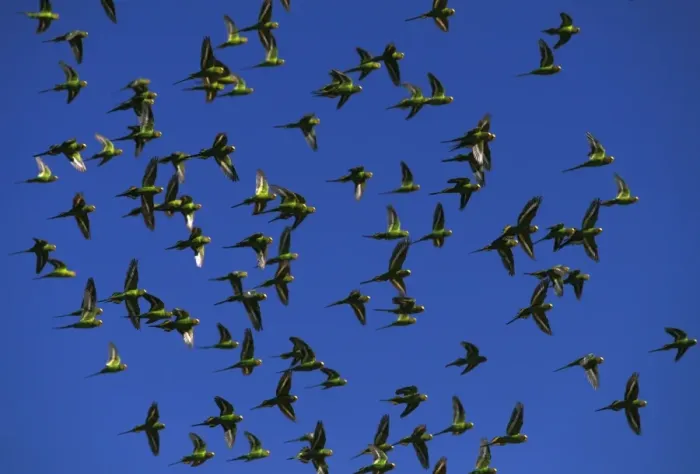 Framed Print : Budgerigar (Melopsittacus undulatus) flock in flight, Far western New South Wales, Australia, Australia, introduced to southeastern United States JPF43649 Framed Print : Budgerigar (Melopsittacus undulatus) flock in flight, Far western New South Wales, Australia, Australia, introduced to southeastern United States JPF43649