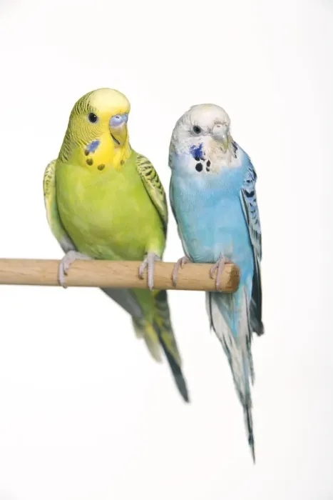 Framed Print : Budgerigar - two on perch Framed Print : Budgerigar - two on perch