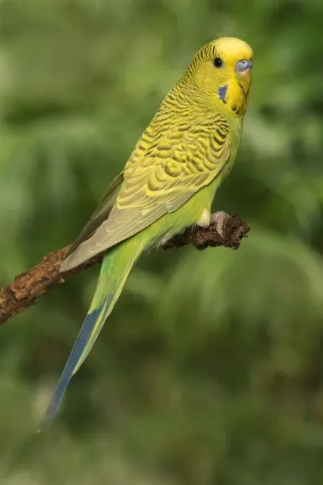 Framed Print : Budgerigar - on perch Framed Print : Budgerigar - on perch