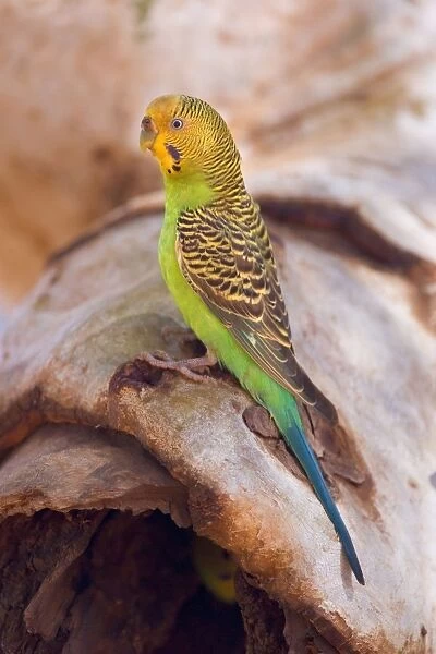 Budgerigar - side view of an adult sitting on a hollow eucalypt tree branch in which the nest with it's young ones is located - Western Australia, Australia