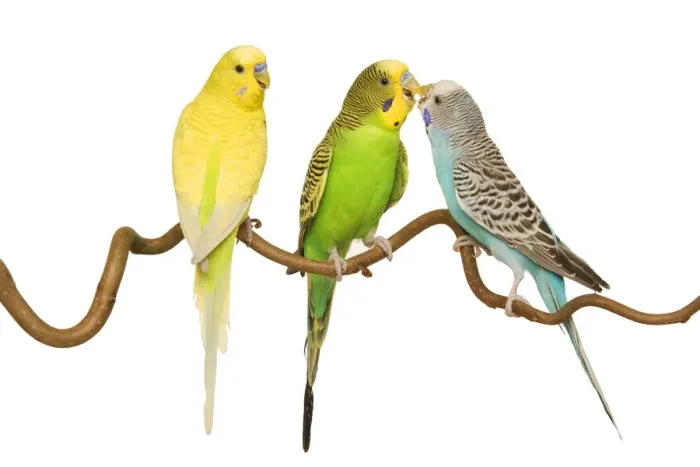 Framed Print : Budgerigars - three on branch Framed Print : Budgerigars - three on branch