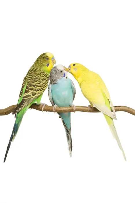 Framed Print : Budgerigars - three on branch Framed Print : Budgerigars - three on branch