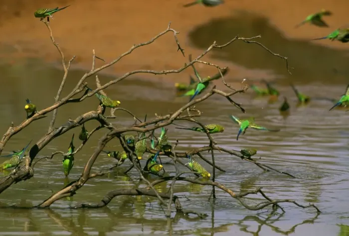 Framed Print : Budgerigars - Drinking at ephemeral waterhole Far western New South Wales, Australia JPF52538 Framed Print : Budgerigars - Drinking at ephemeral waterhole Far western New South Wales, Australia JPF52538