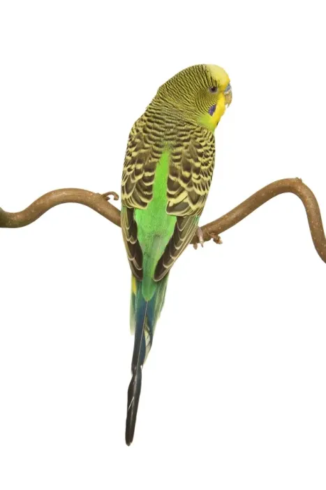 Framed Print : Budgerigars - on perch - backview Framed Print : Budgerigars - on perch - backview