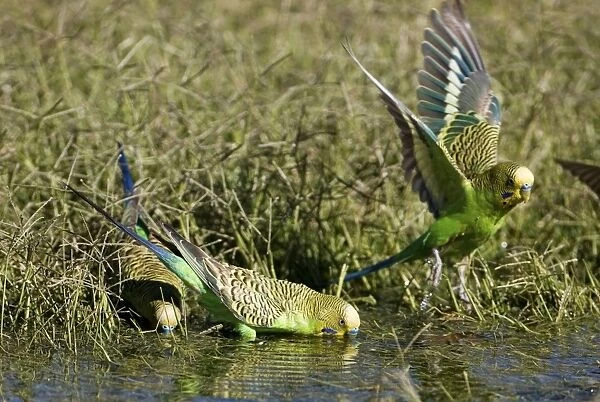 Budgerigars at a waterhole Budgerigars drinking from a waterhole at Well 33 on the Canning Stock Route, Great Sandy Desert, Western Australia