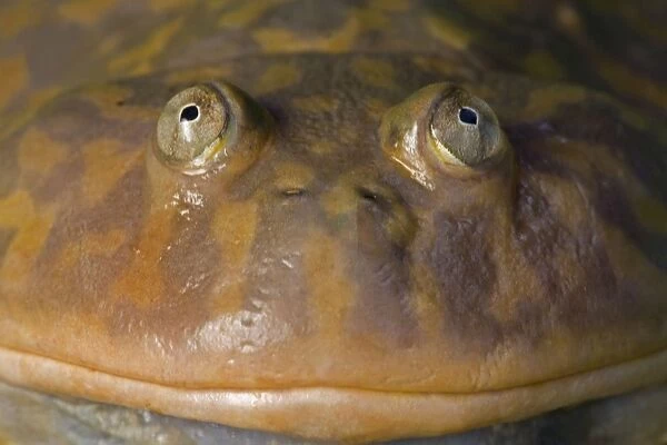 Budgett's Frog - Native to South America