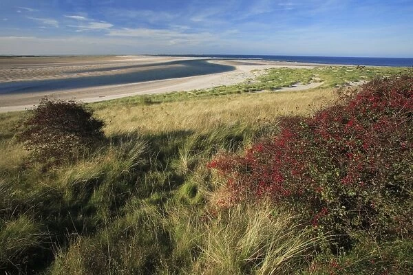 Budle Bay Wildfowl Reserve - Budle Point in autumn, Northumberland National Park, England