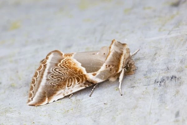 Buff Arches Moth - Cornwall - UK