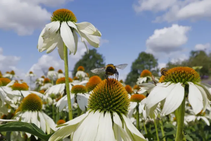 Framed Print : Buff-tailed Bumblebee - feeding on Echinacea flower Bombus terrestris Essex, UK IN001303 Framed Print : Buff-tailed Bumblebee - feeding on Echinacea flower Bombus terrestris Essex, UK IN001303