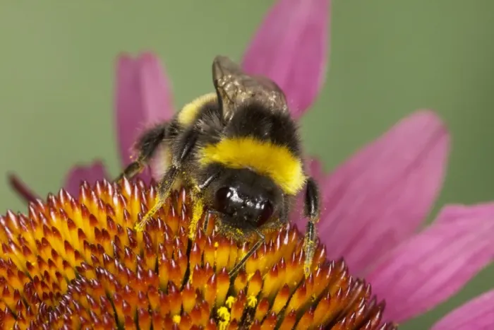 Framed Print : Buff-tailed Bumblebee - feeding on Echinacea Flower Bombus terrestris Essex, UK IN000829 Framed Print : Buff-tailed Bumblebee - feeding on Echinacea Flower Bombus terrestris Essex, UK IN000829