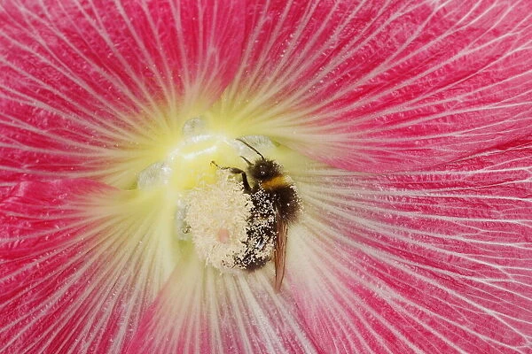 Buff-tailed bumblebee - feeding on Hollyhock Flower Bombus terrestris Essex, UK IN001165