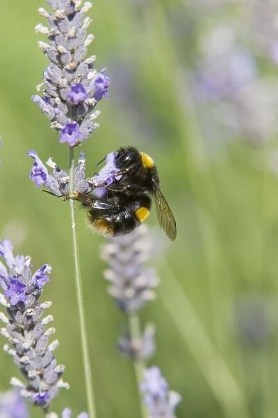Buff-tailed Bumblebee - feeding on Lavender flowers